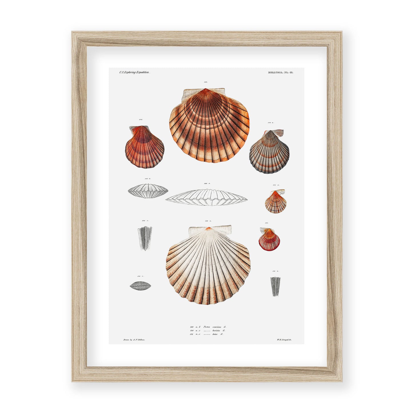 Augustus Addison Gould - Mollusca & Shells No.3