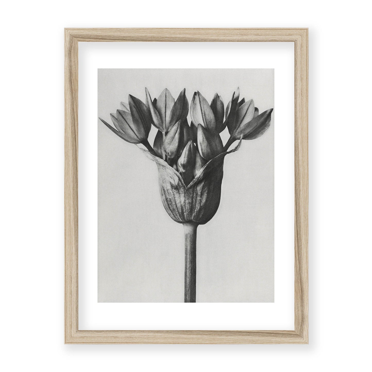 Karl Blossfeldt - Allium Ostroroskianum