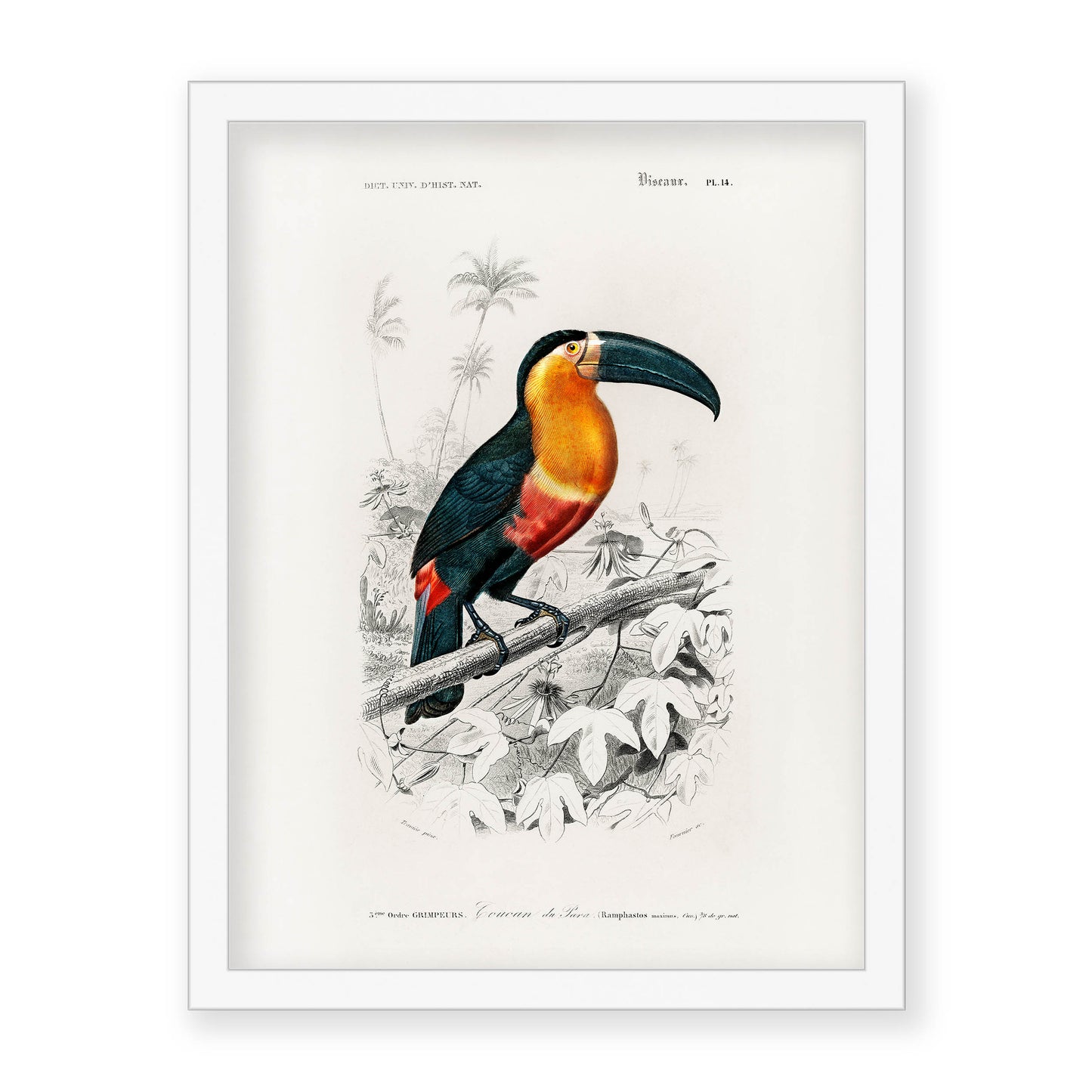 Charles Dessalines D' Orbigny - Toucan (Ramphastos)