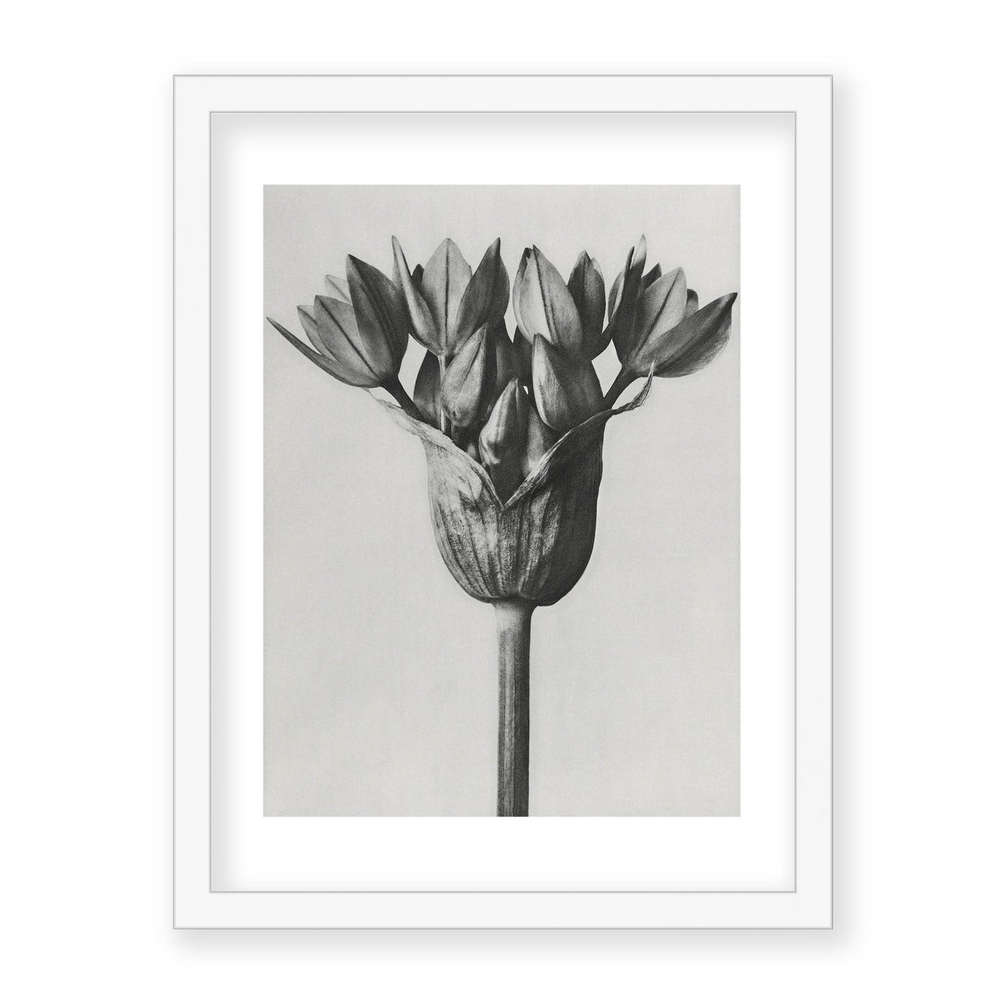 Karl Blossfeldt - Allium Ostroroskianum