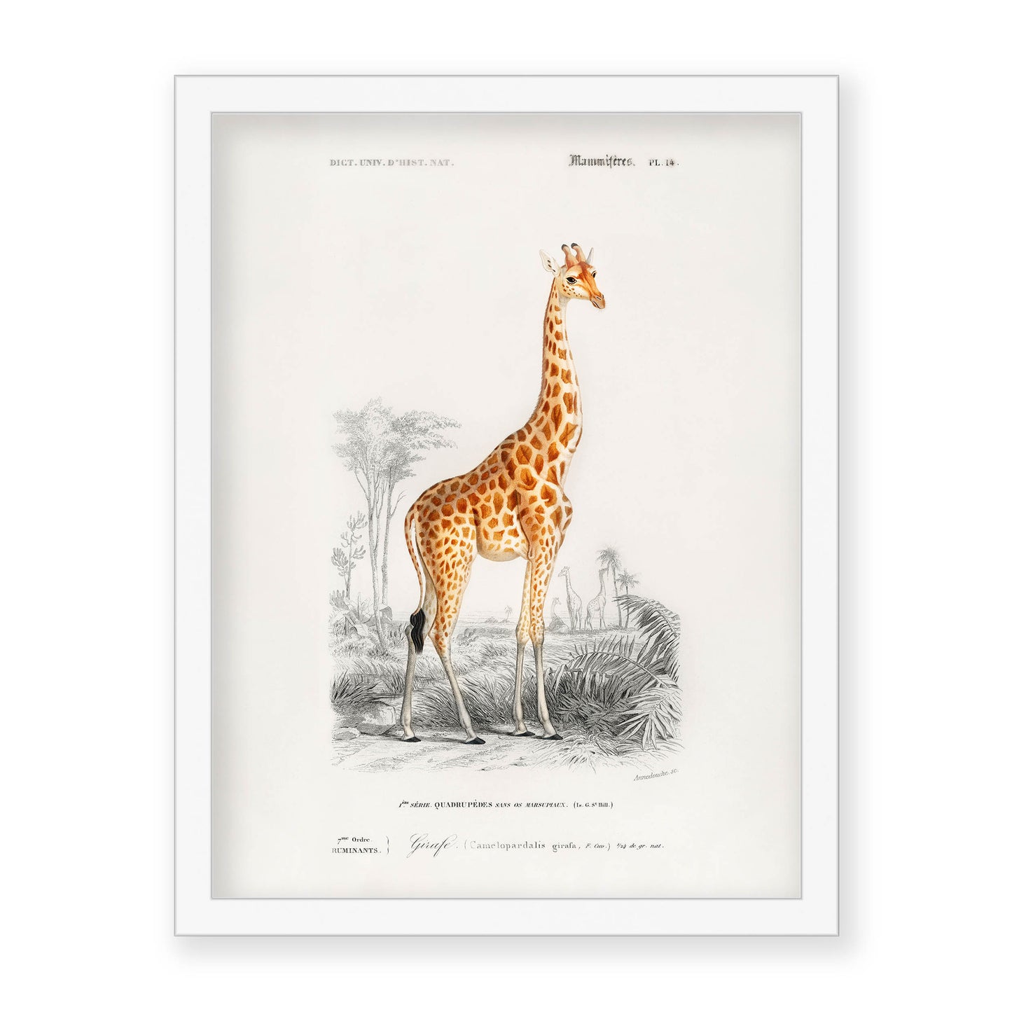 Charles Dessalines D' Orbigny - Giraffe (Giraffa camelopardalis)