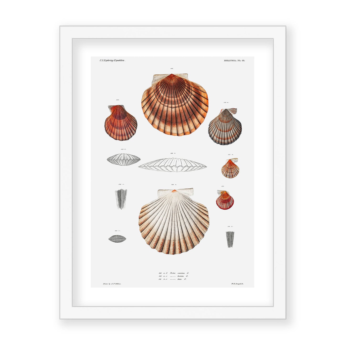 Augustus Addison Gould - Mollusca & Shells No.3