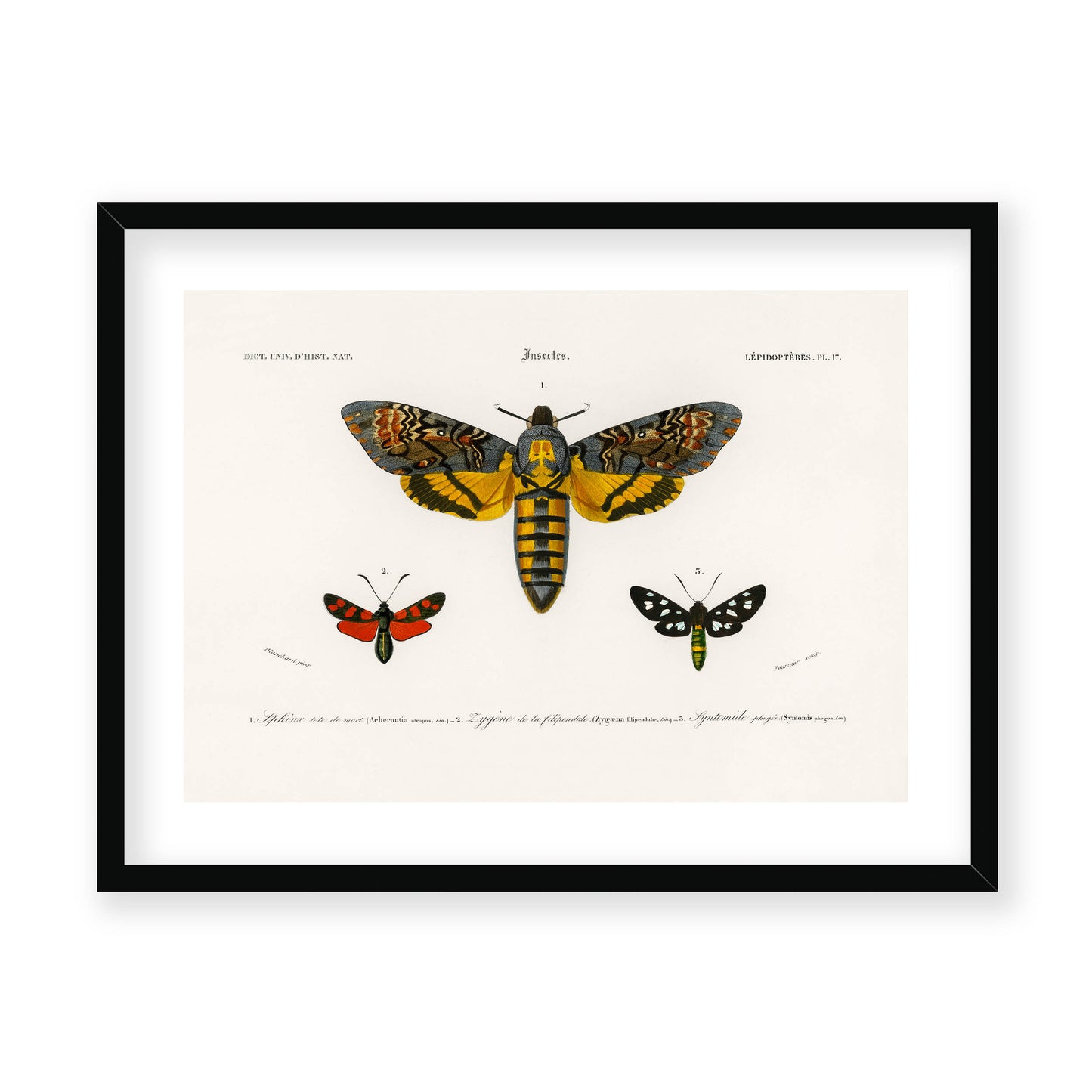 Charles Dessalines D' Orbigny - Collection of Moths