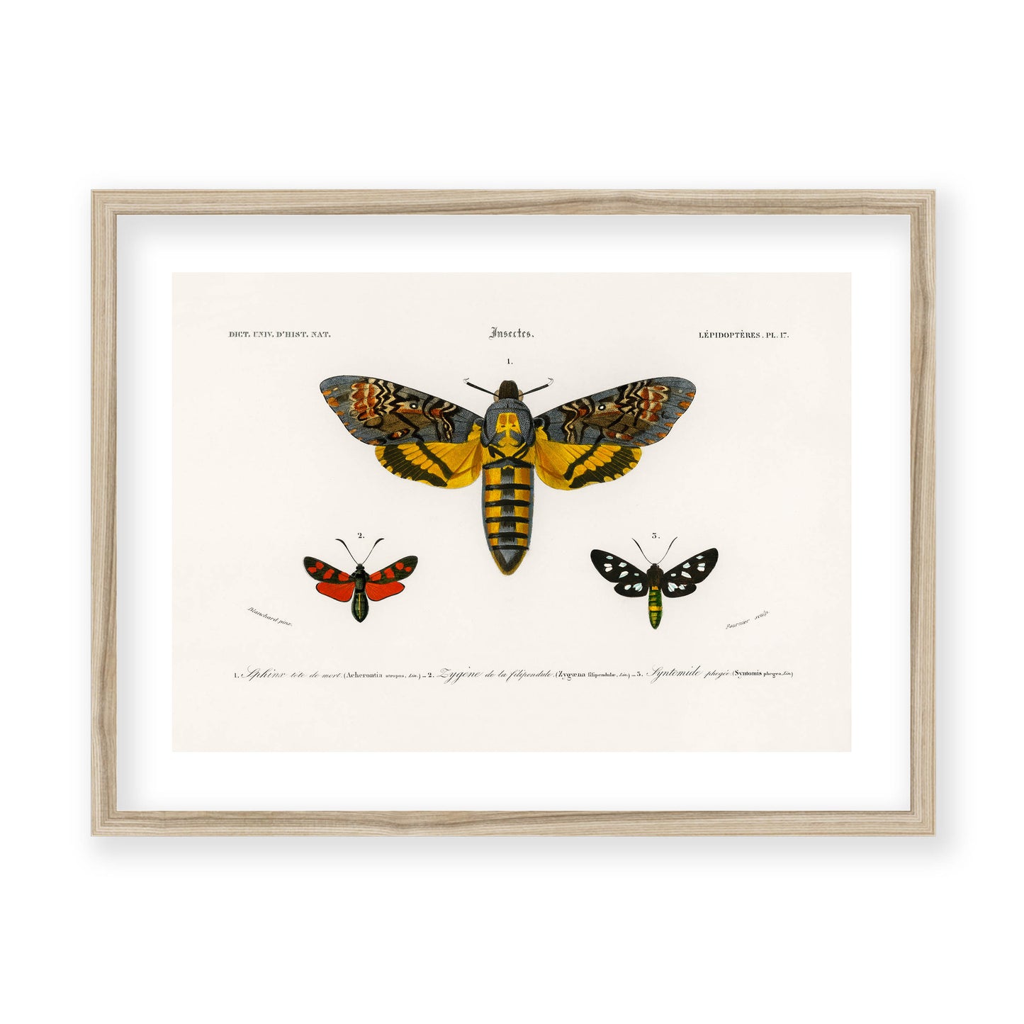 Charles Dessalines D' Orbigny - Collection of Moths