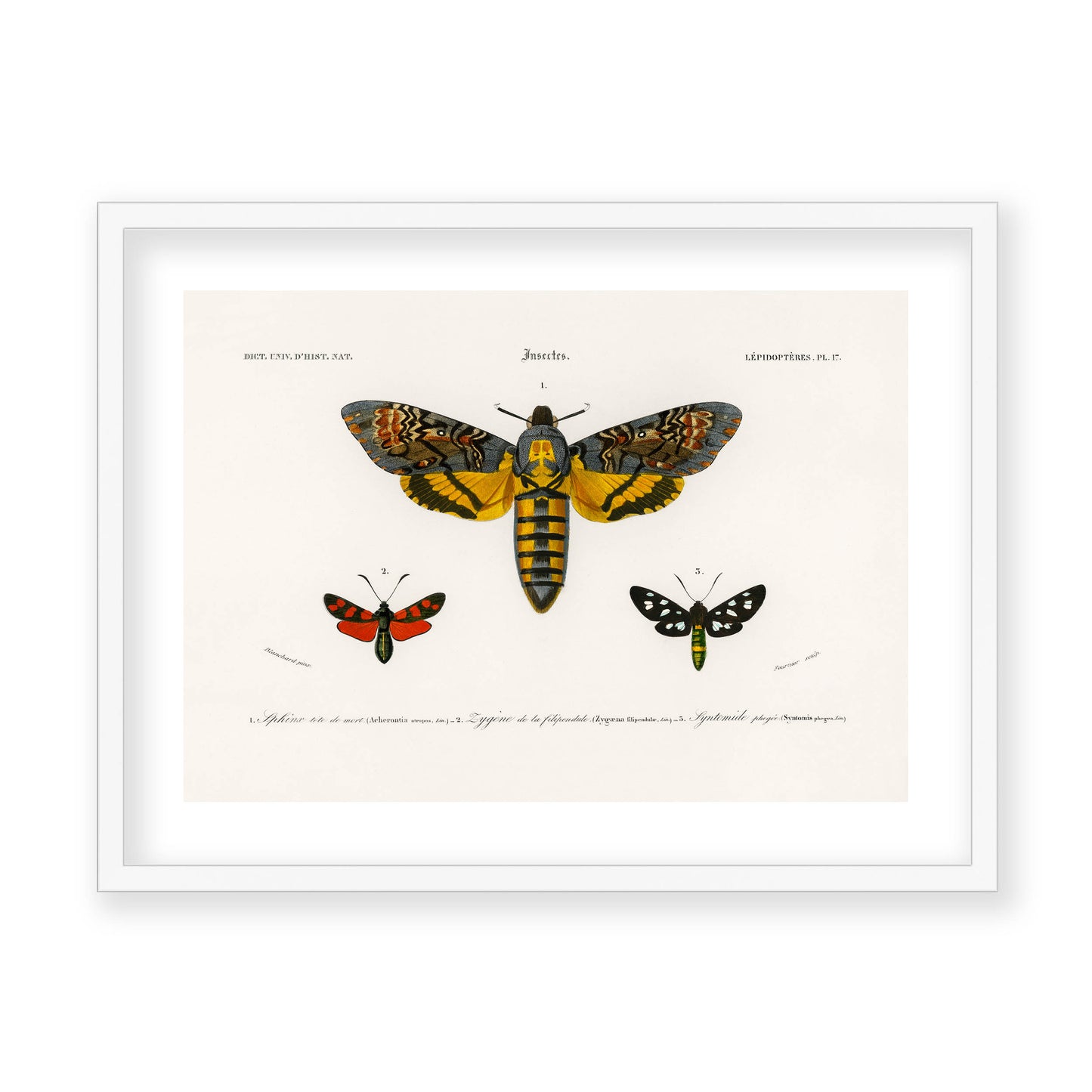 Charles Dessalines D' Orbigny - Collection of Moths