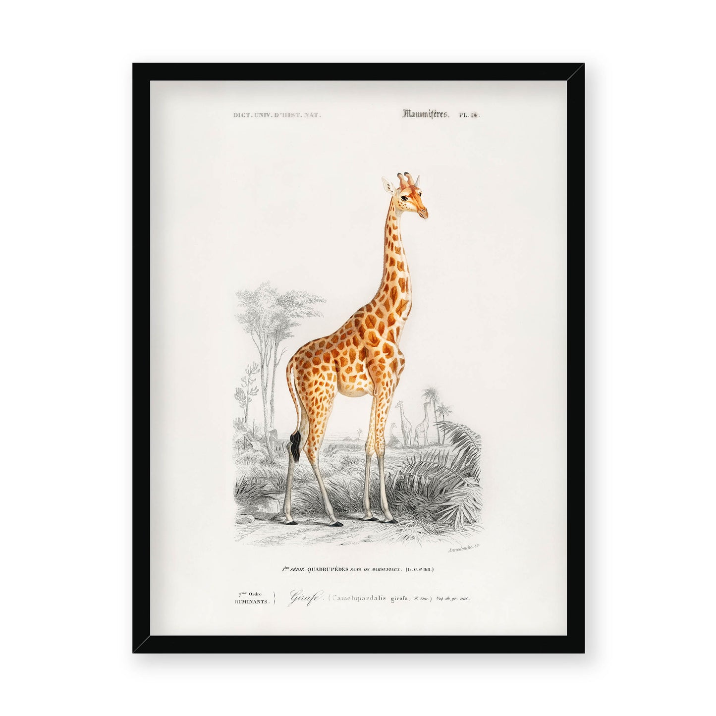 Charles Dessalines D' Orbigny - Giraffe (Giraffa camelopardalis)