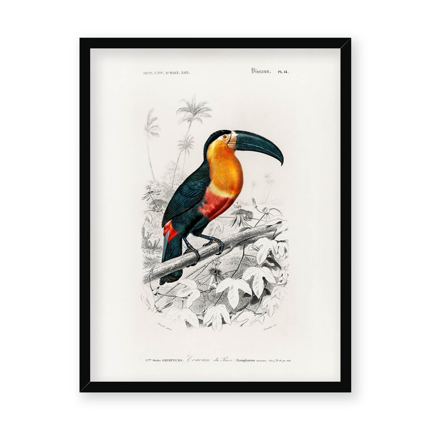 Charles Dessalines D' Orbigny - Toucan (Ramphastos)