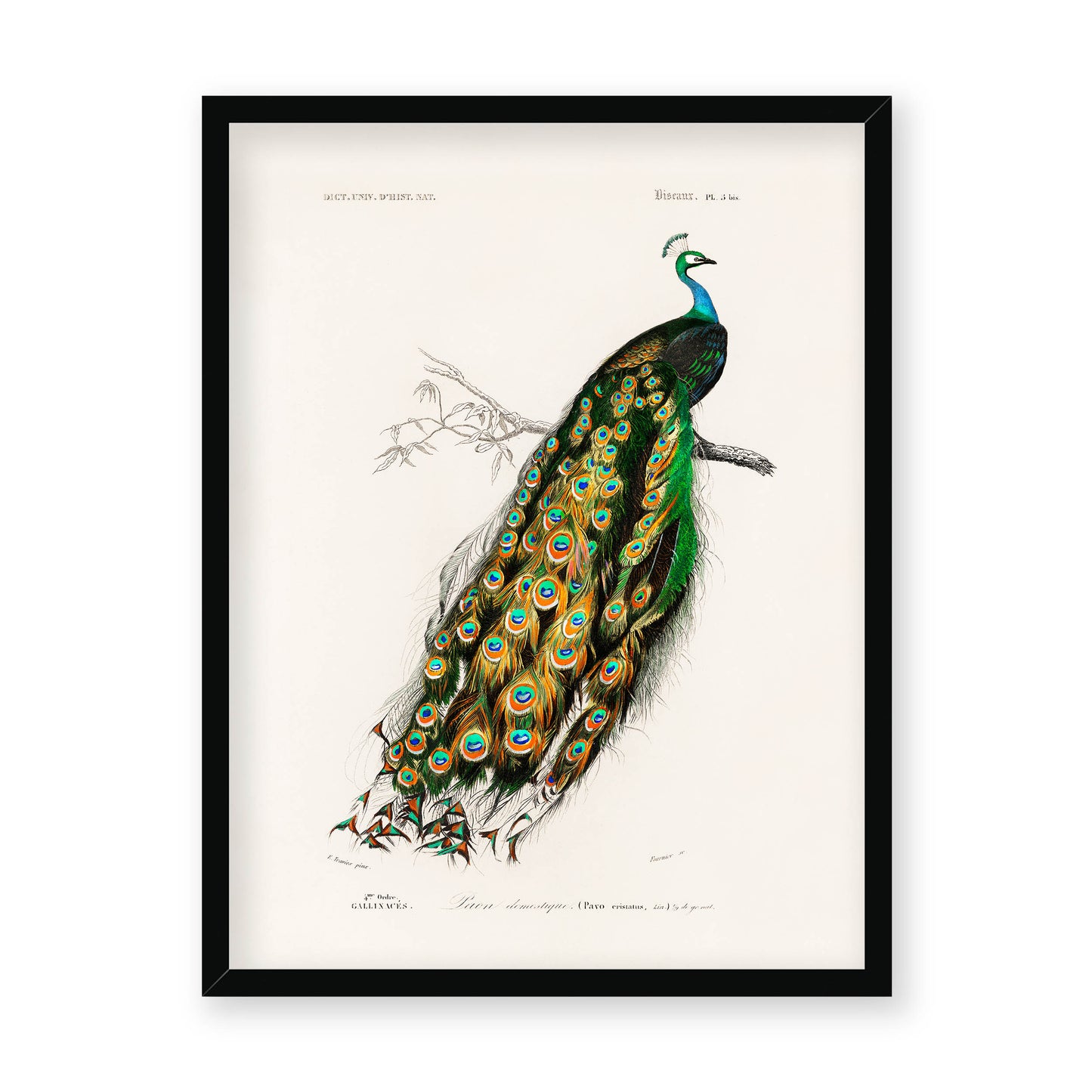 Charles Dessalines D' Orbigny - Indian Peafowl (Pavo Cristatus)