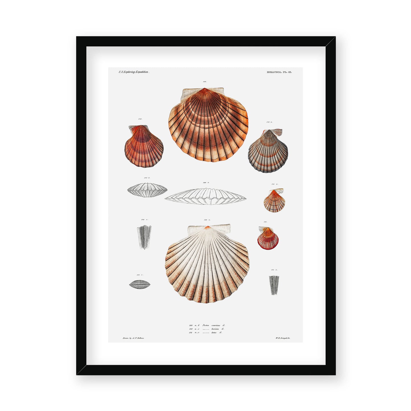 Augustus Addison Gould - Mollusca & Shells No.3