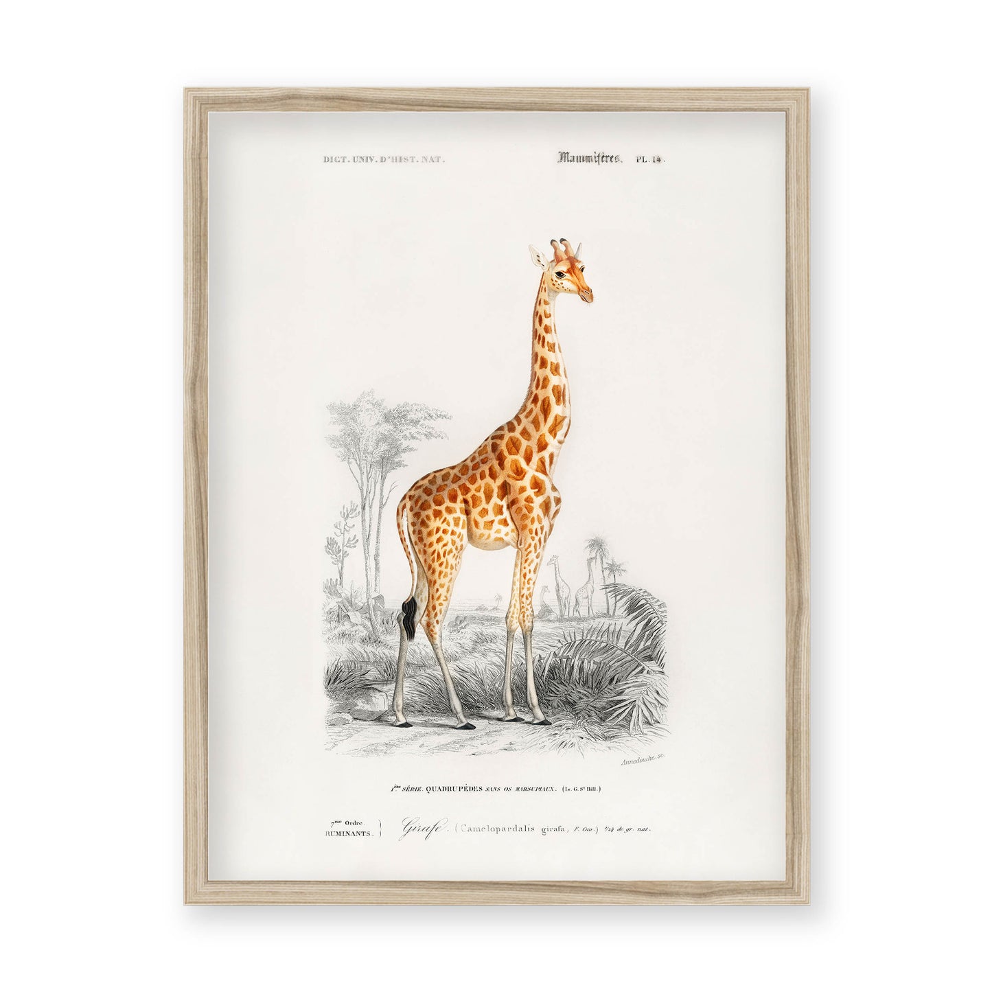 Charles Dessalines D' Orbigny - Giraffe (Giraffa camelopardalis)