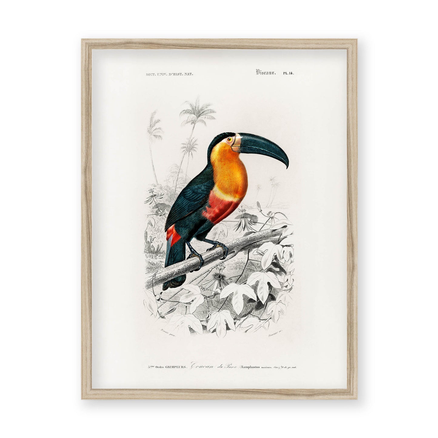 Charles Dessalines D' Orbigny - Toucan (Ramphastos)