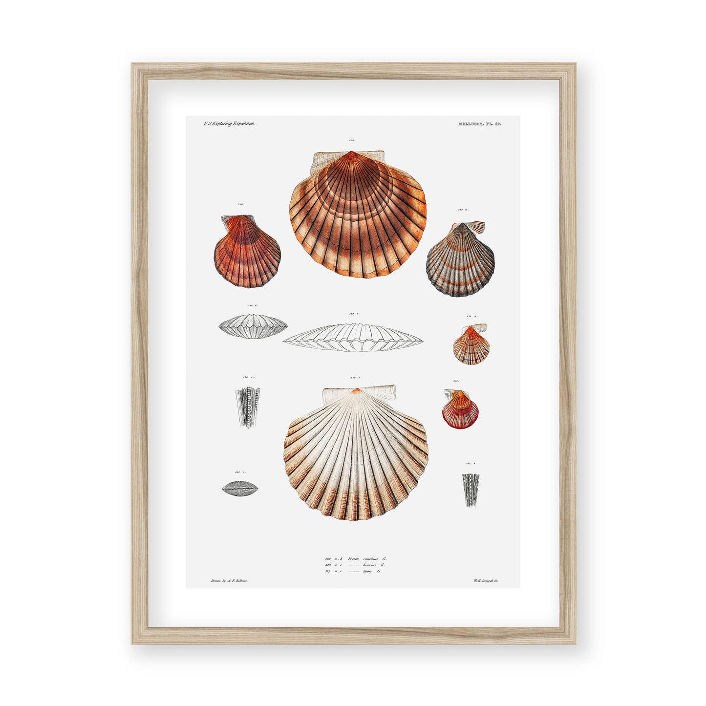 Augustus Addison Gould - Mollusca & Shells No.3