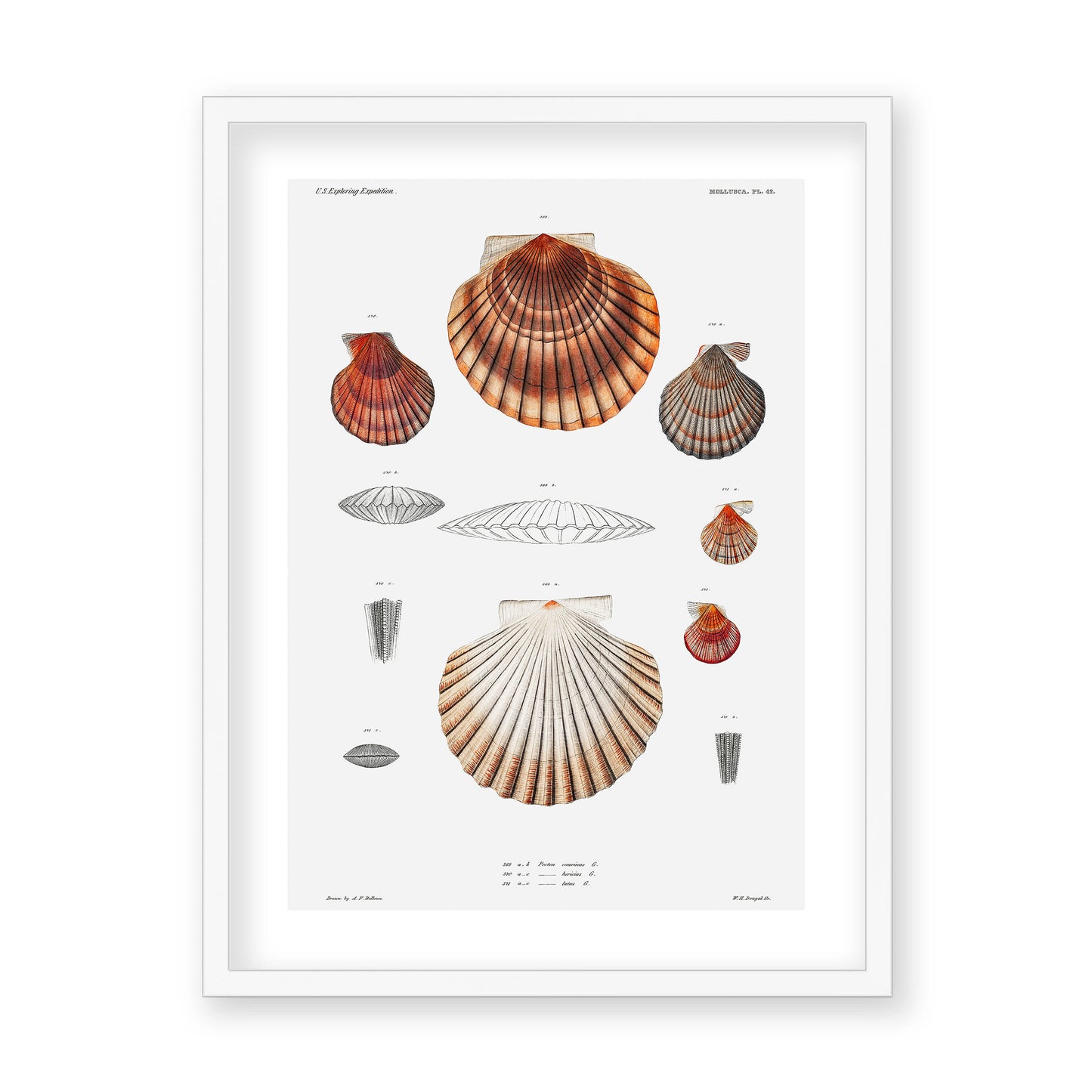 Augustus Addison Gould - Mollusca & Shells No.3