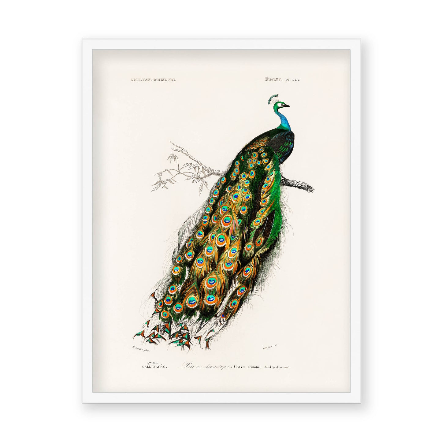 Charles Dessalines D' Orbigny - Indian Peafowl (Pavo Cristatus)