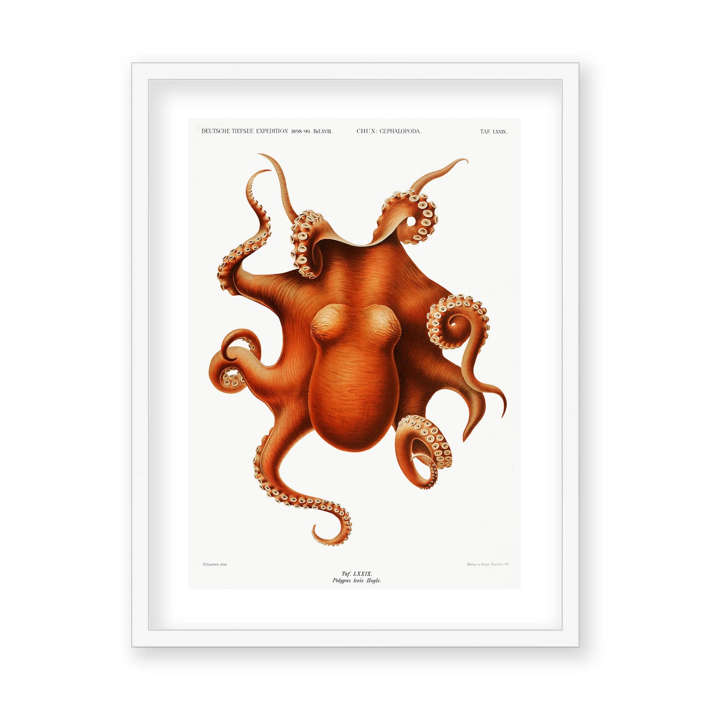 Carl Chun - Octopus