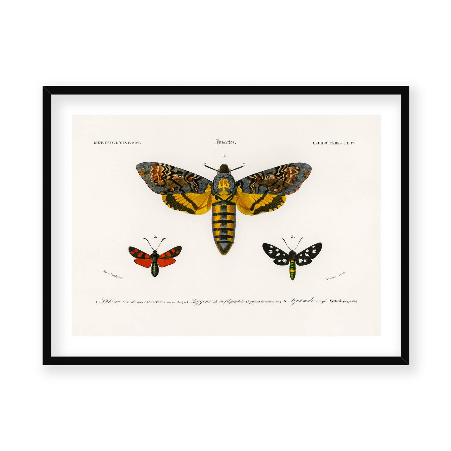 Charles Dessalines D' Orbigny - Collection of Moths