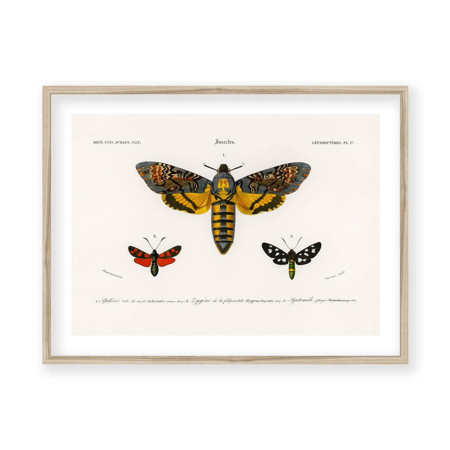 Charles Dessalines D' Orbigny - Collection of Moths