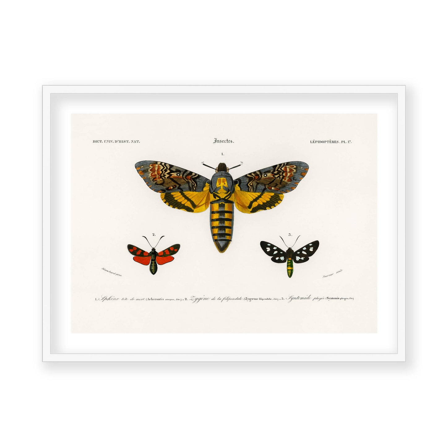 Charles Dessalines D' Orbigny - Collection of Moths