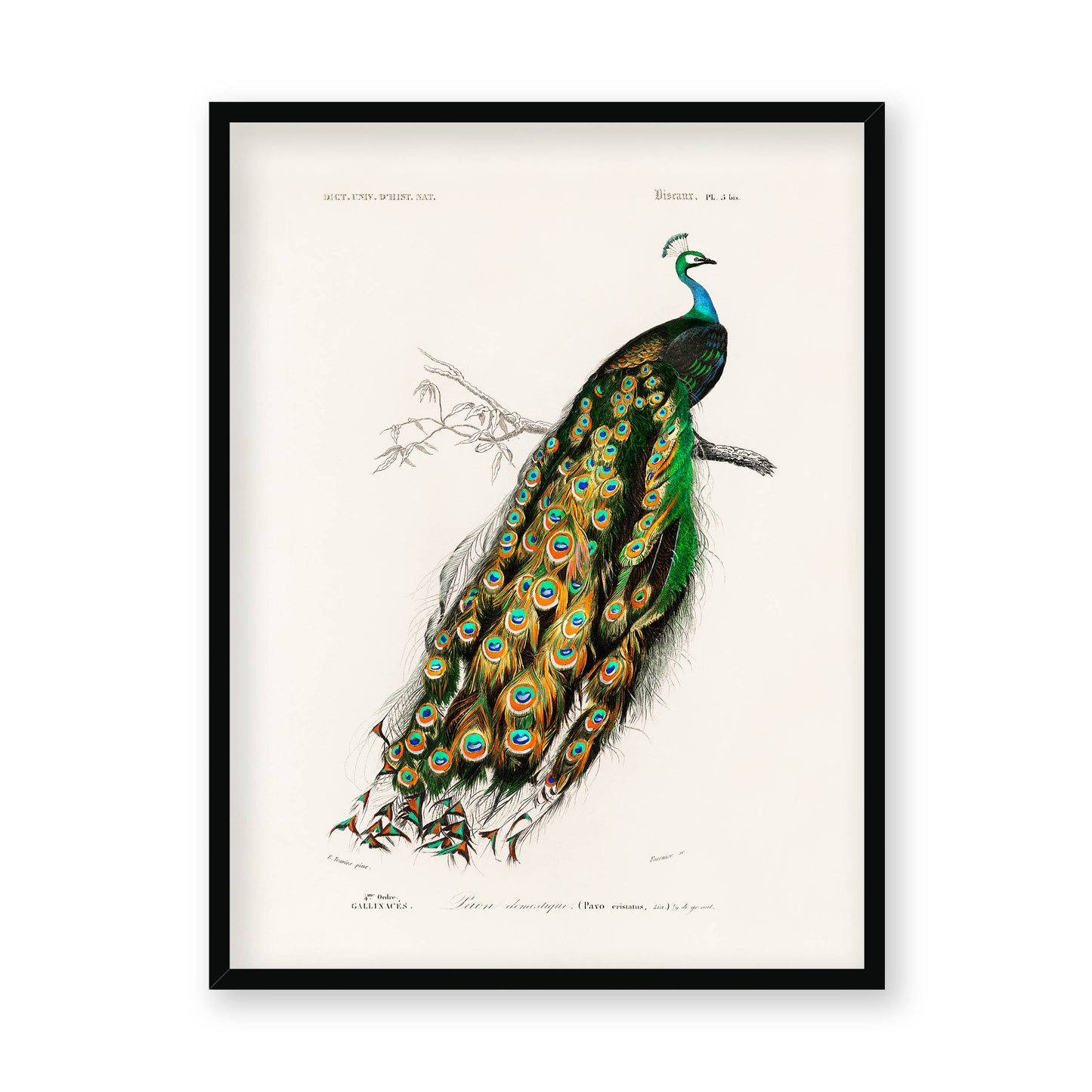 Charles Dessalines D' Orbigny - Indian Peafowl (Pavo Cristatus)