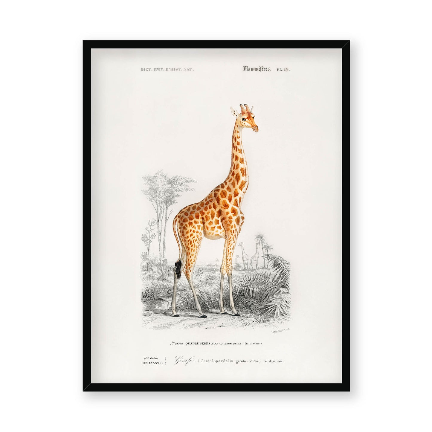 Charles Dessalines D' Orbigny - Giraffe (Giraffa camelopardalis)