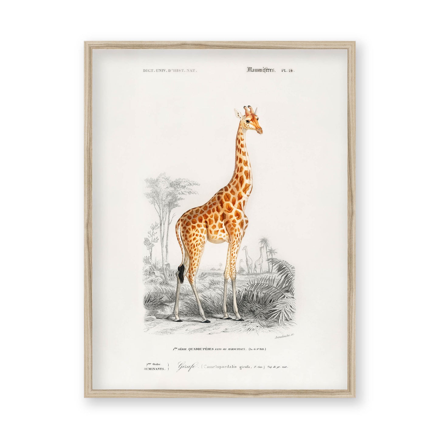 Charles Dessalines D' Orbigny - Giraffe (Giraffa camelopardalis)