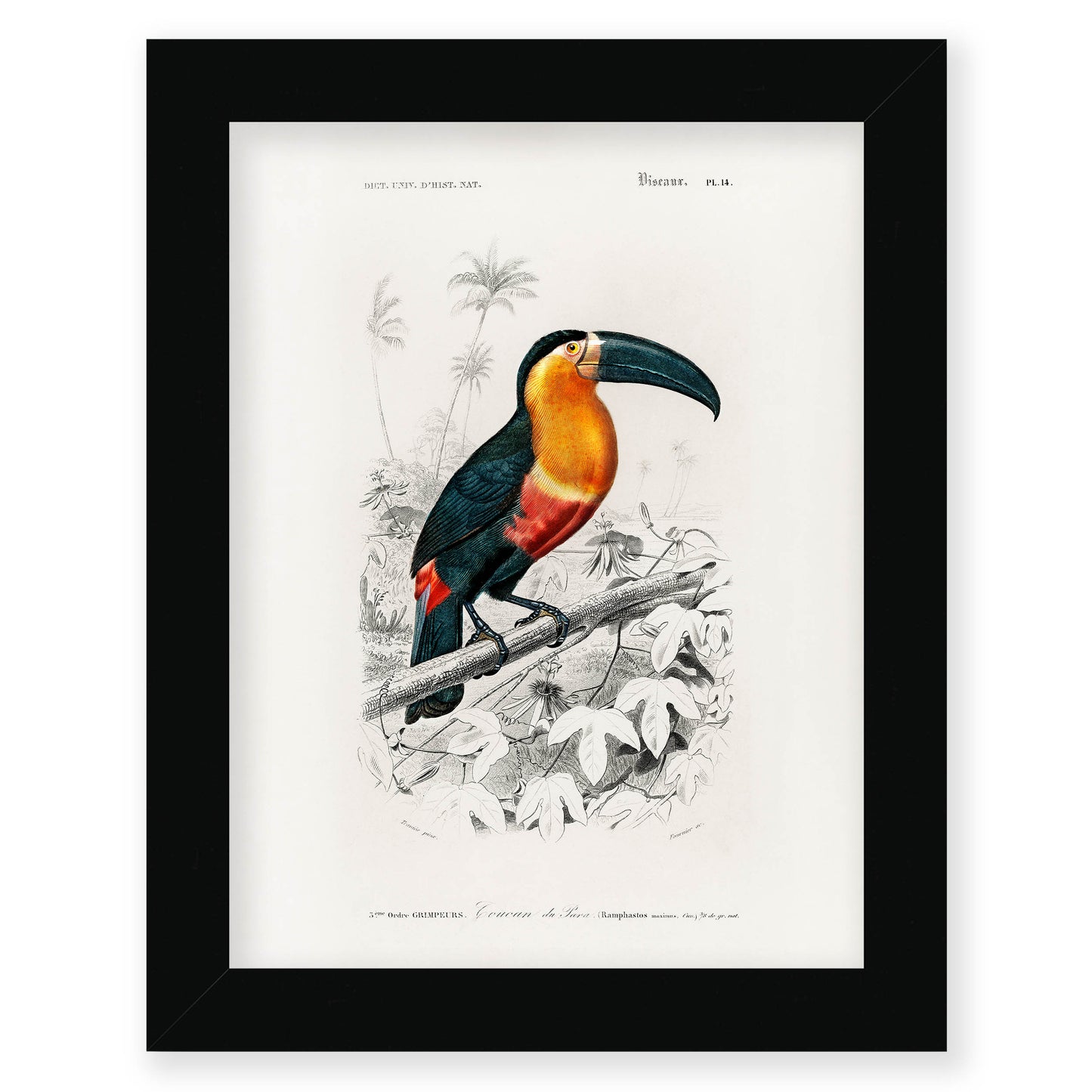 Charles Dessalines D' Orbigny - Toucan (Ramphastos)