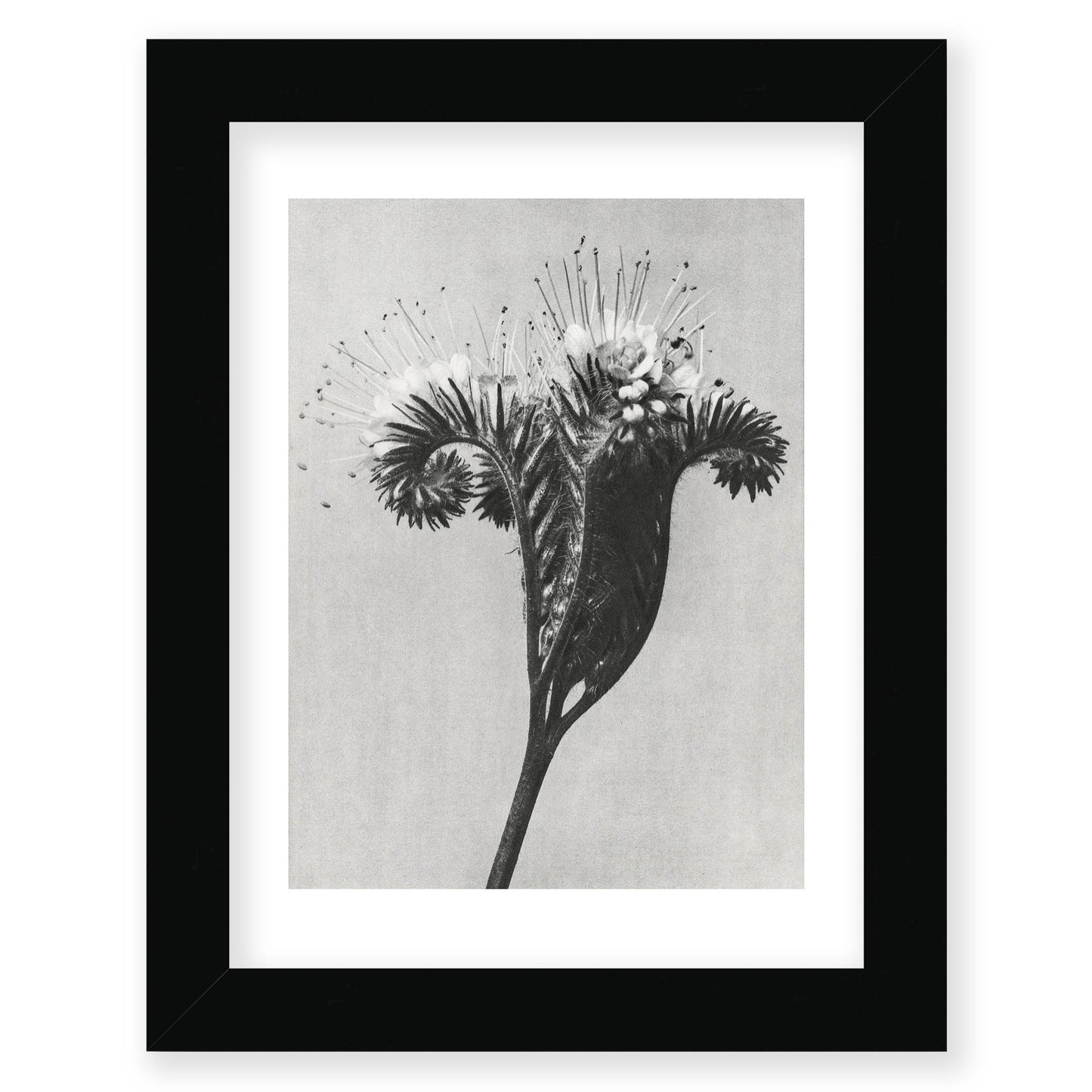 Karl Blossfeldt - Phacelia tanacetifolia