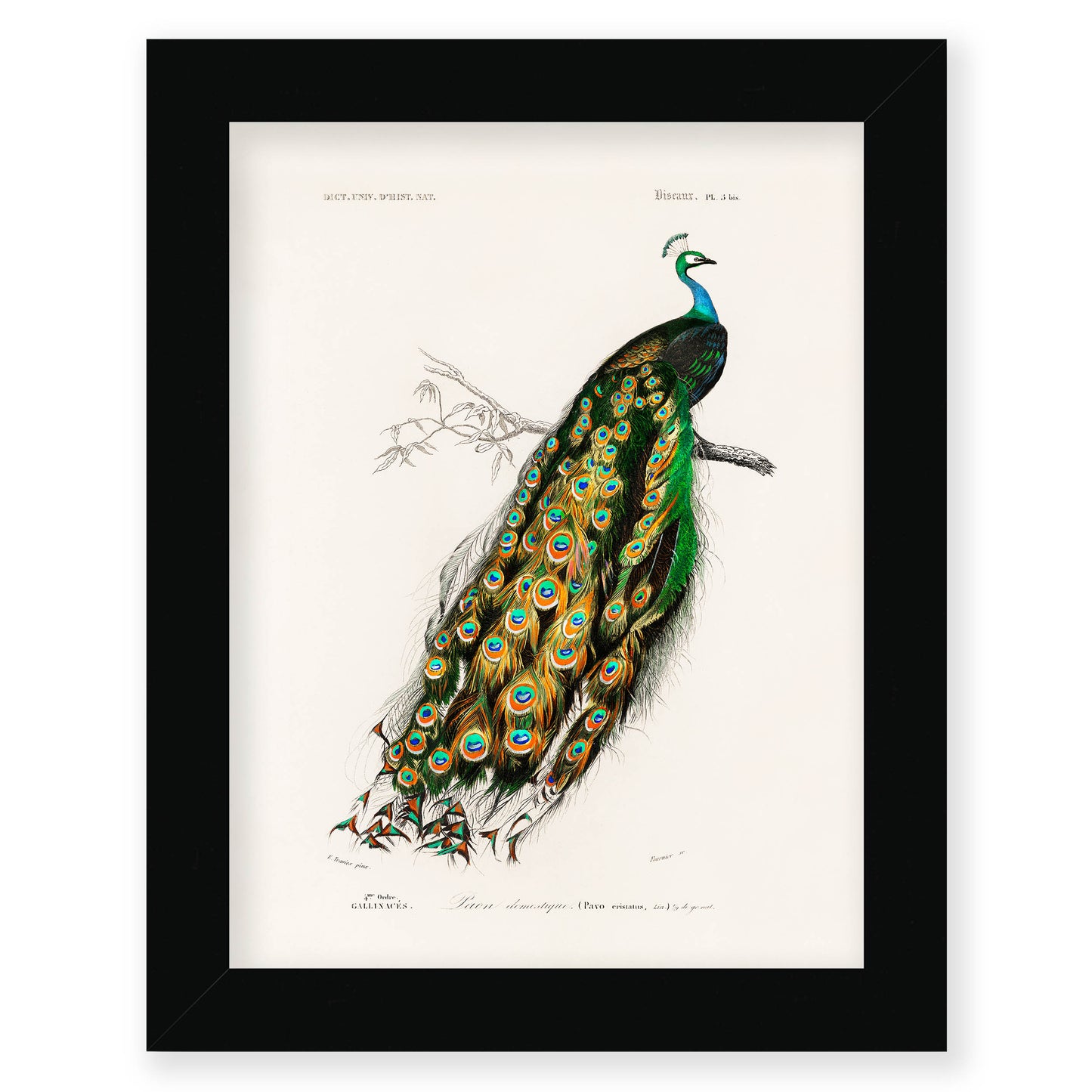 Charles Dessalines D' Orbigny - Indian Peafowl (Pavo Cristatus)