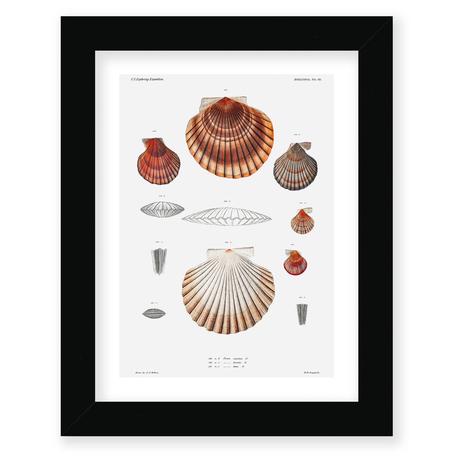 Augustus Addison Gould - Mollusca & Shells No.3