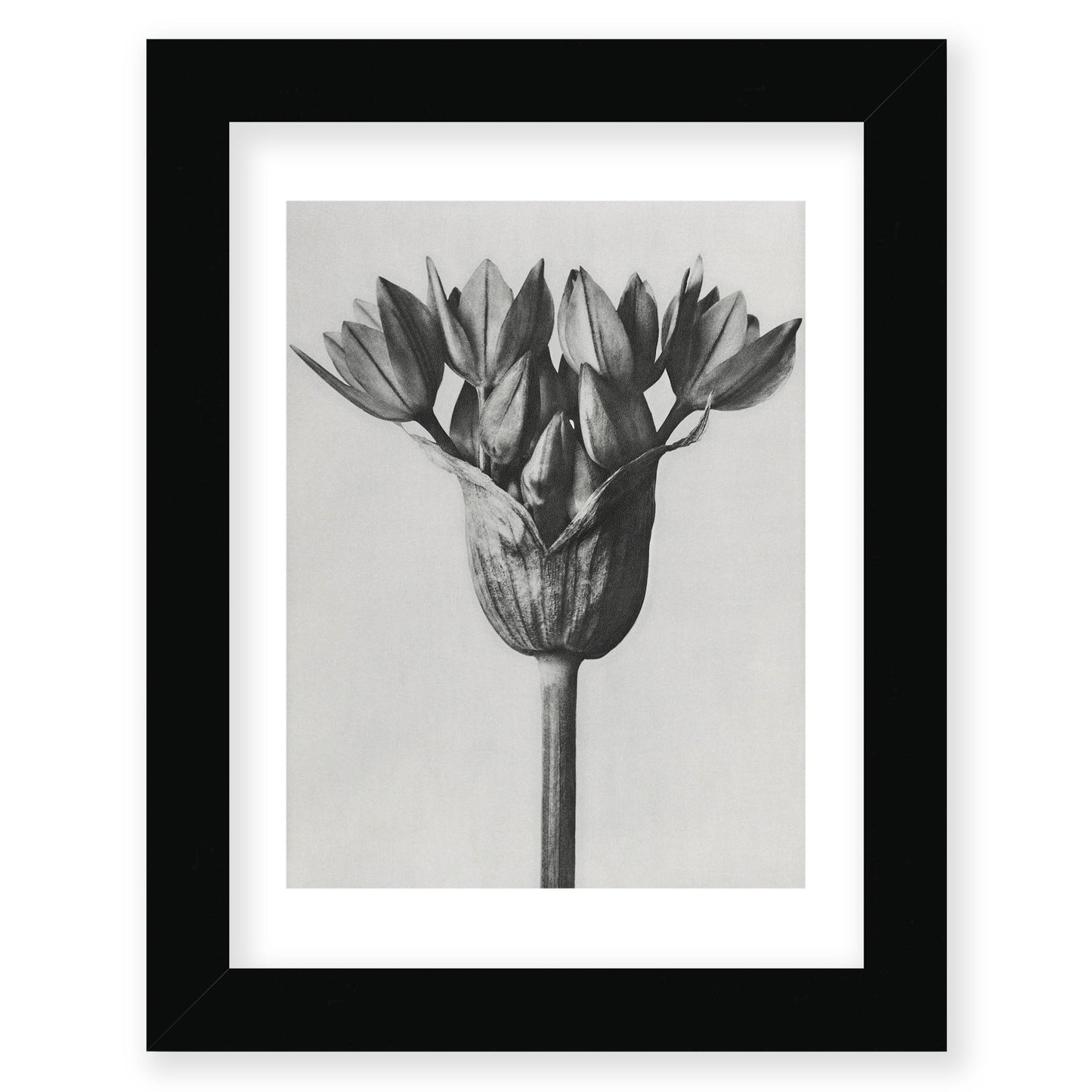 Karl Blossfeldt - Allium Ostroroskianum