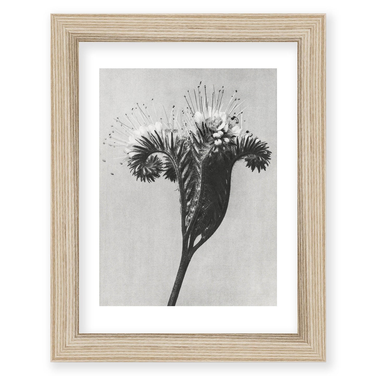 Karl Blossfeldt - Phacelia tanacetifolia