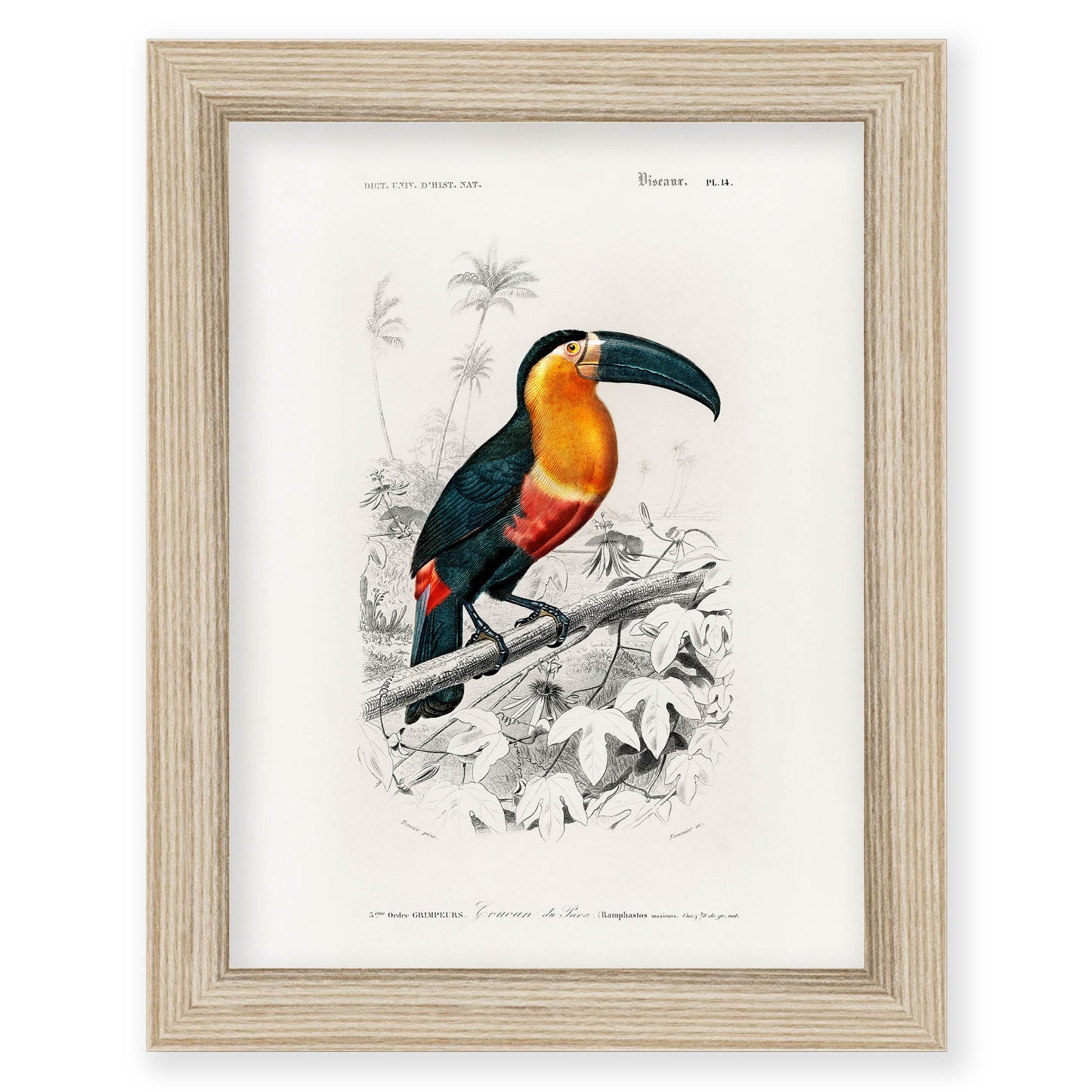 Charles Dessalines D' Orbigny - Toucan (Ramphastos)