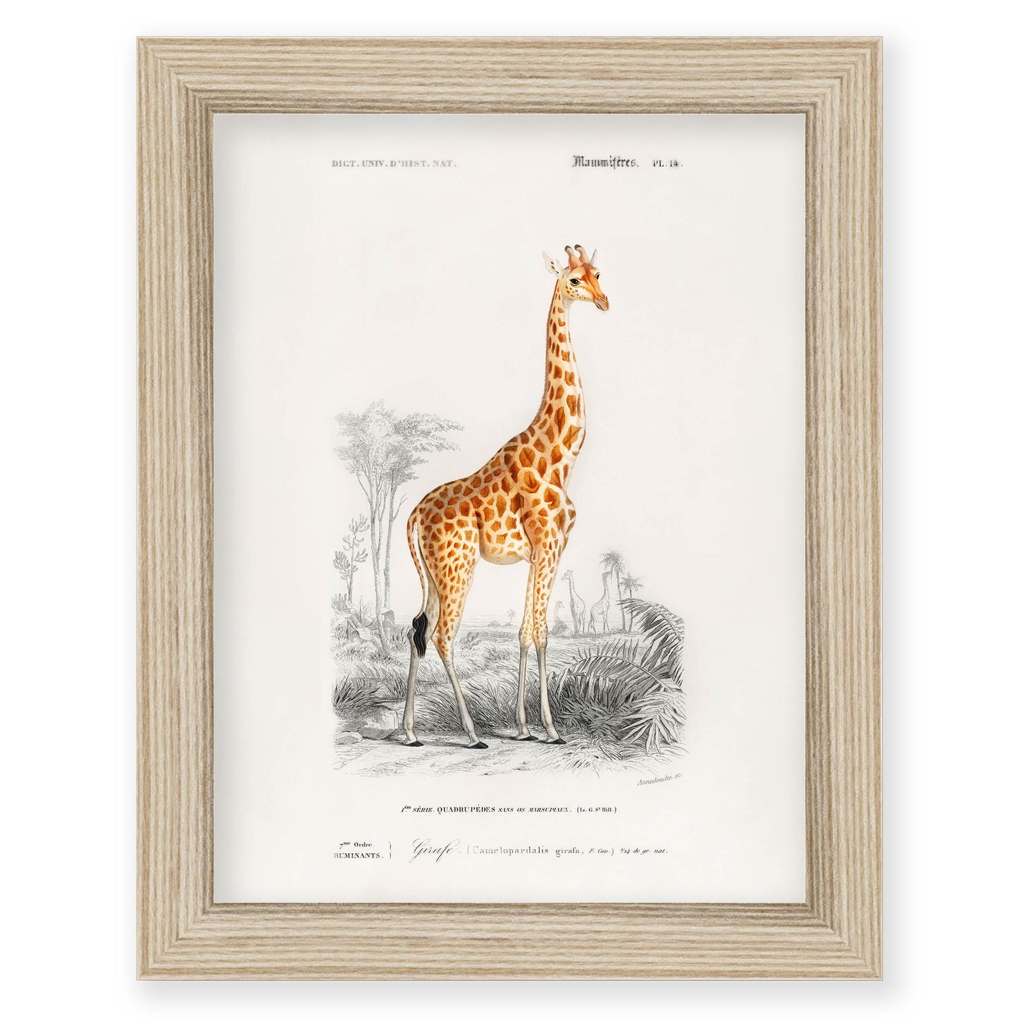 Charles Dessalines D' Orbigny - Giraffe (Giraffa camelopardalis)