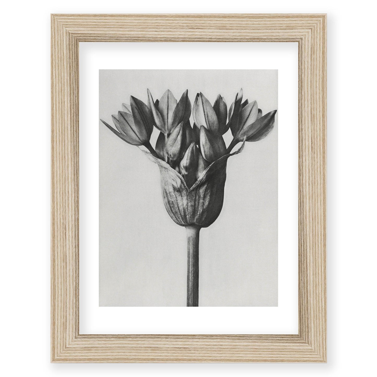 Karl Blossfeldt - Allium Ostroroskianum