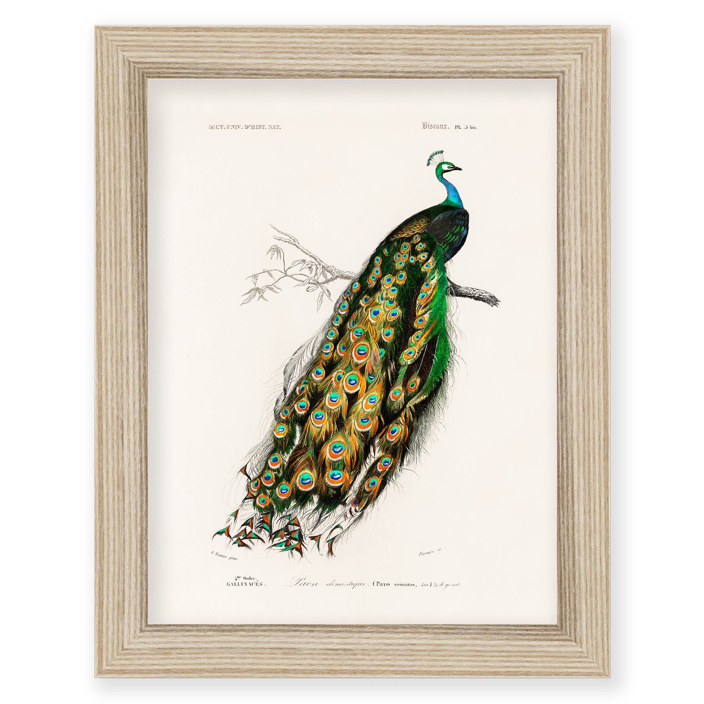 Charles Dessalines D' Orbigny - Indian Peafowl (Pavo Cristatus)