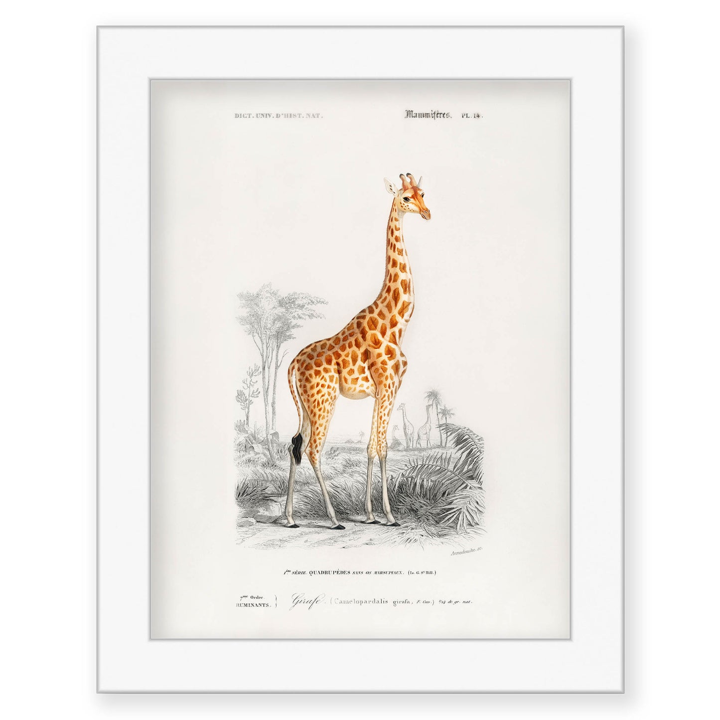 Charles Dessalines D' Orbigny - Giraffe (Giraffa camelopardalis)