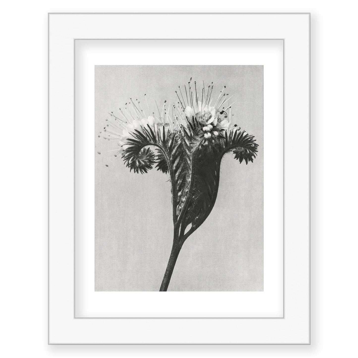 Karl Blossfeldt - Phacelia tanacetifolia