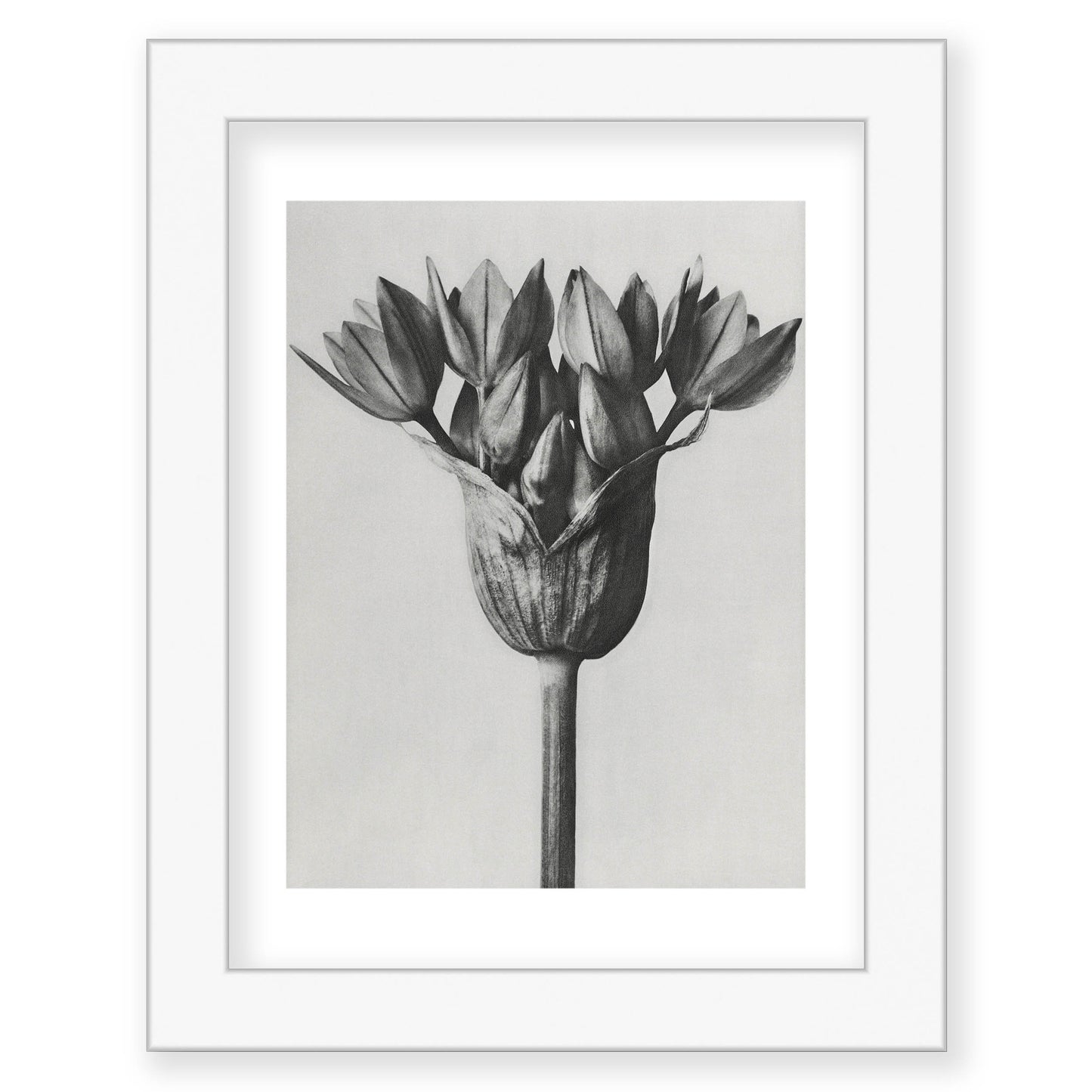 Karl Blossfeldt - Allium Ostroroskianum