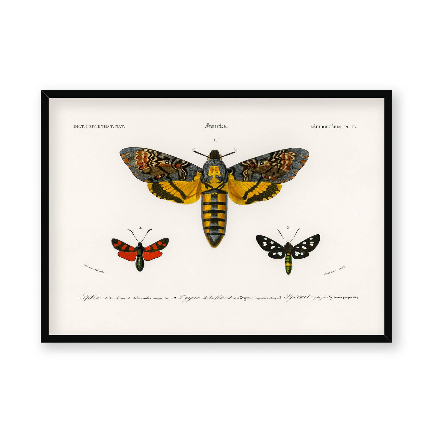 Charles Dessalines D' Orbigny - Collection of Moths