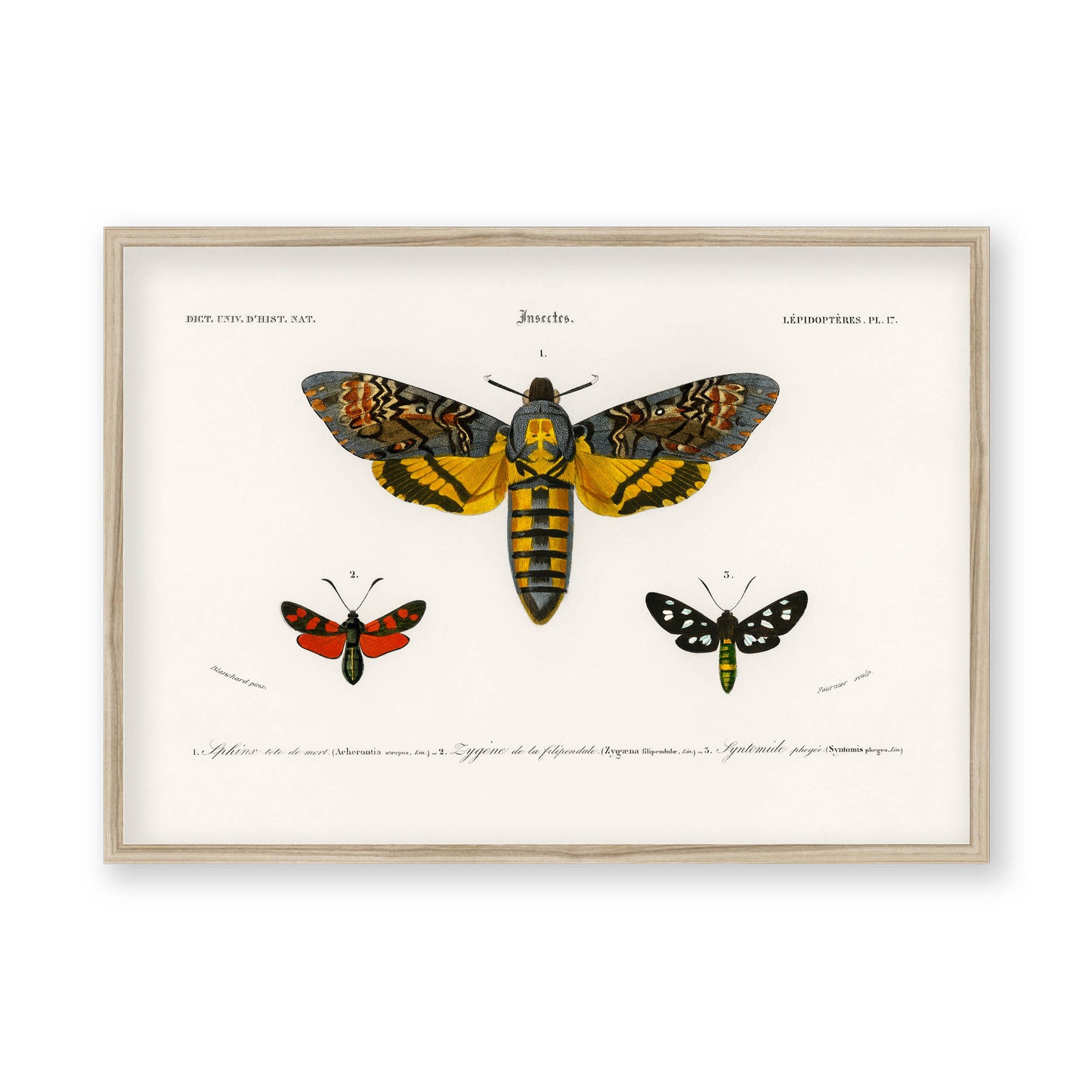 Charles Dessalines D' Orbigny - Collection of Moths