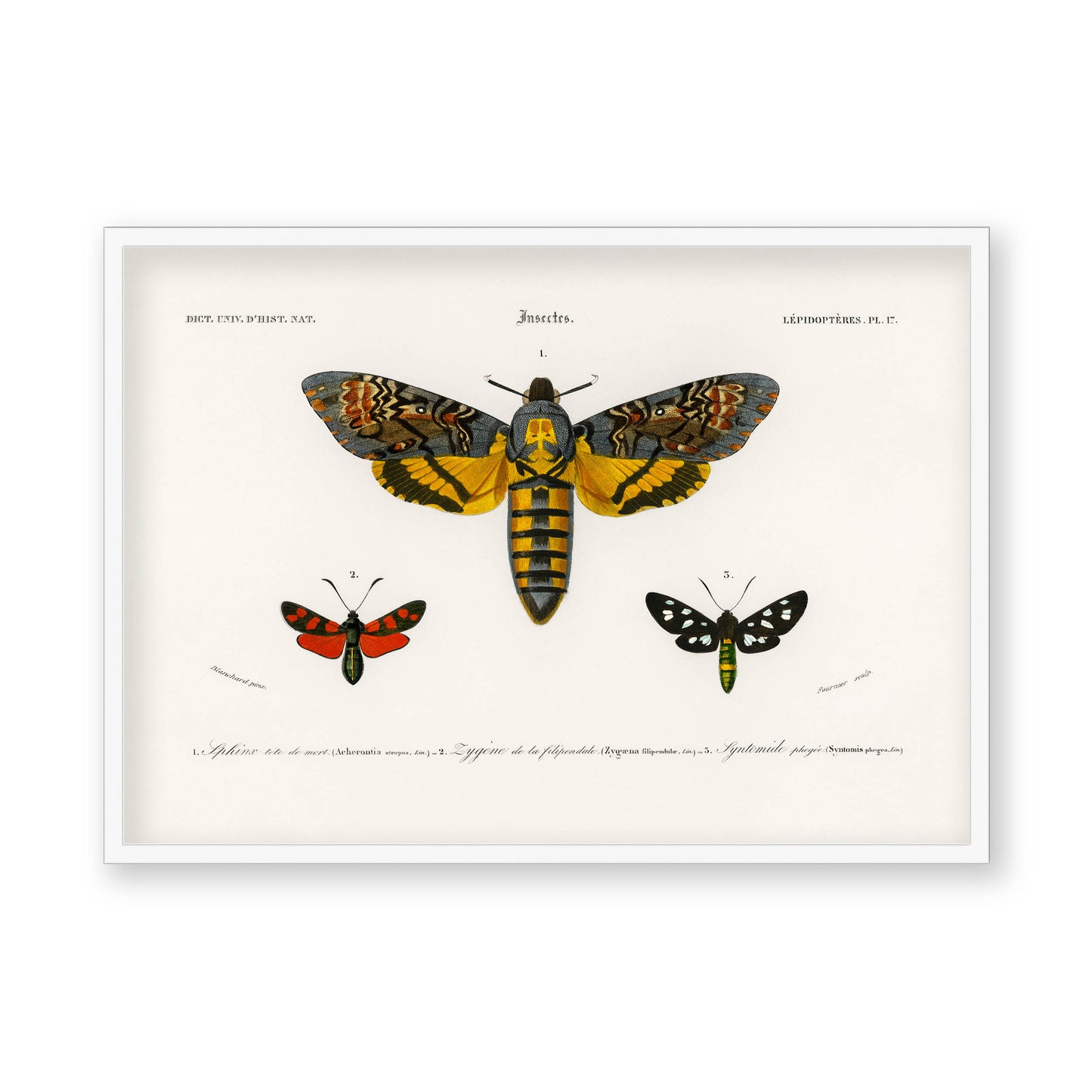 Charles Dessalines D' Orbigny - Collection of Moths