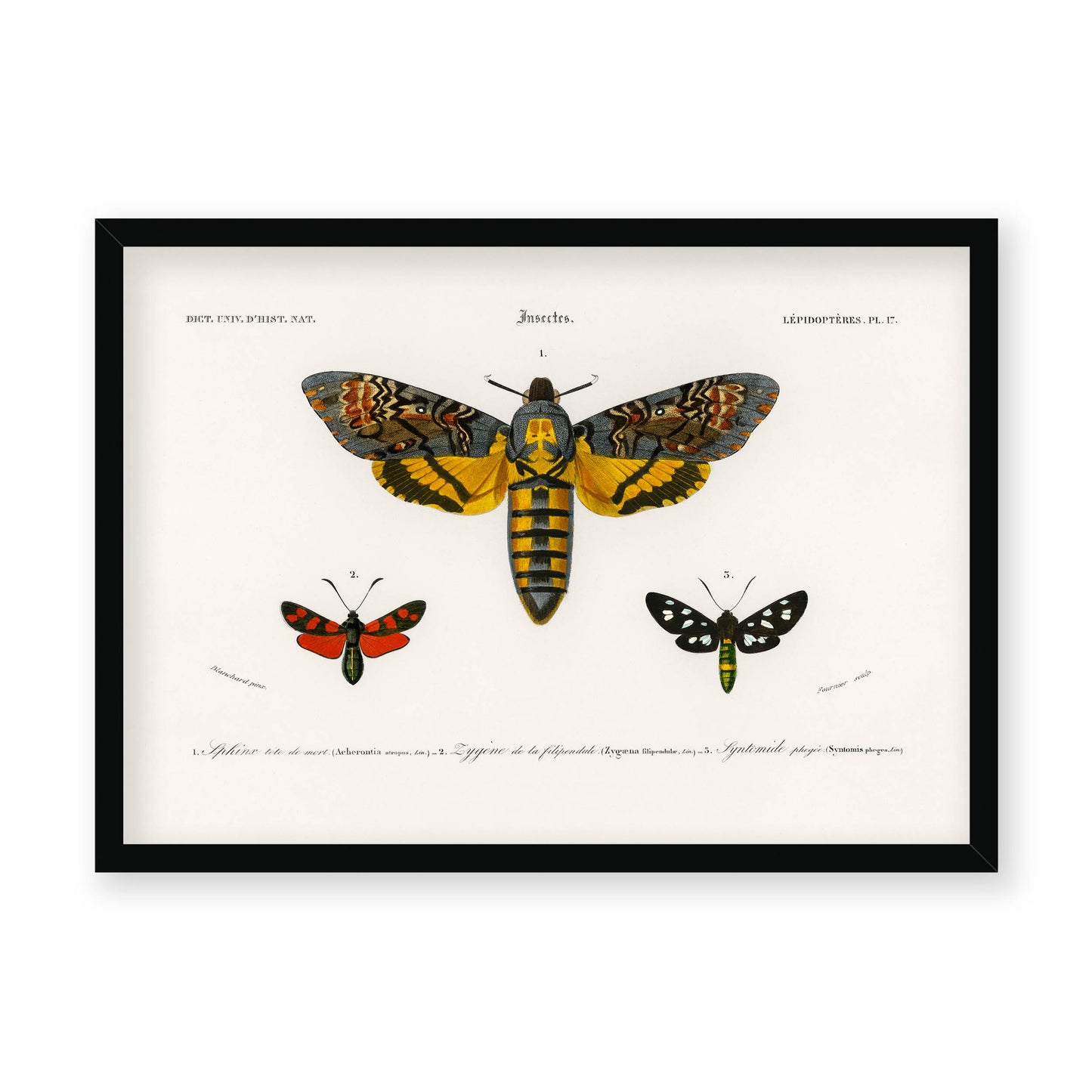 Charles Dessalines D' Orbigny - Collection of Moths