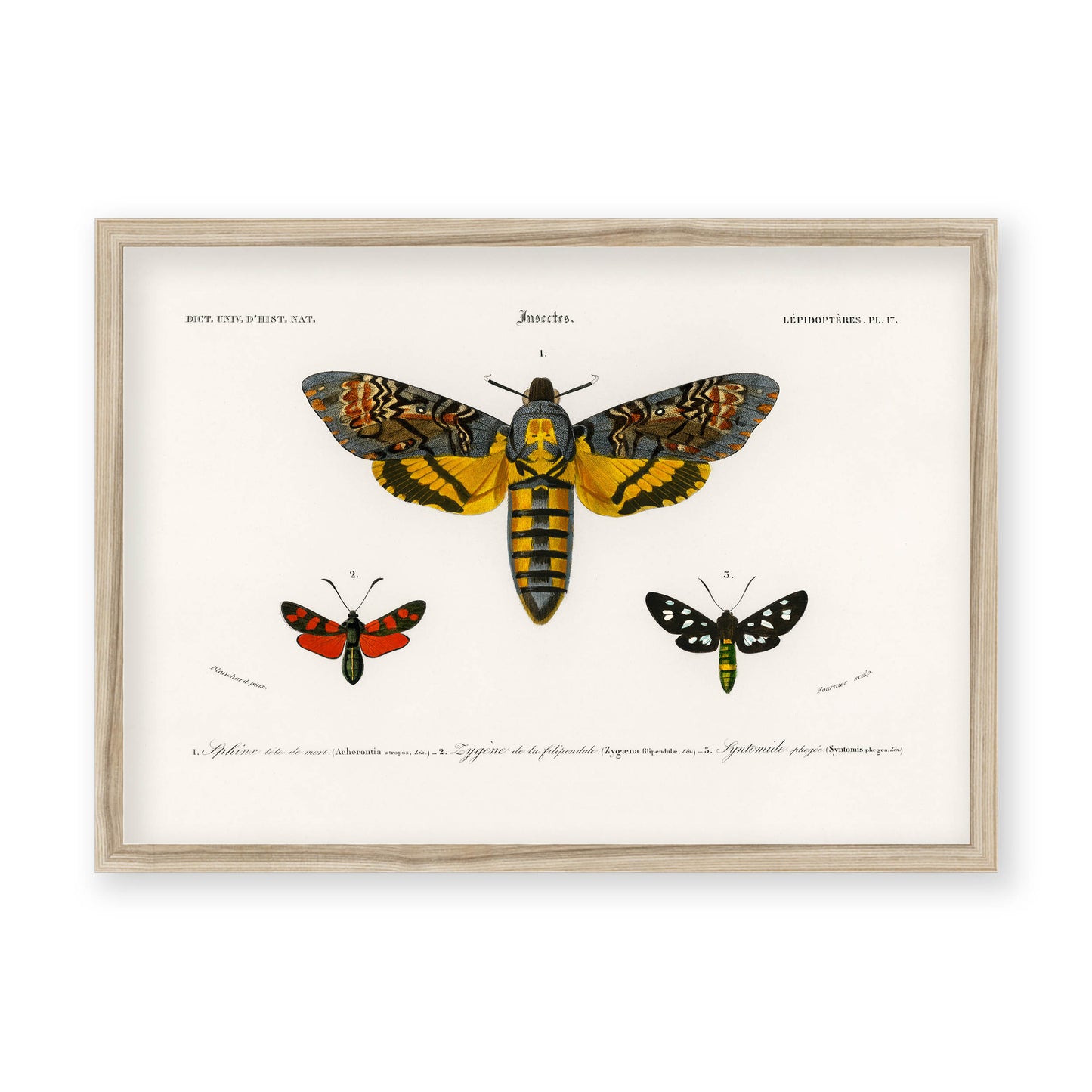 Charles Dessalines D' Orbigny - Collection of Moths