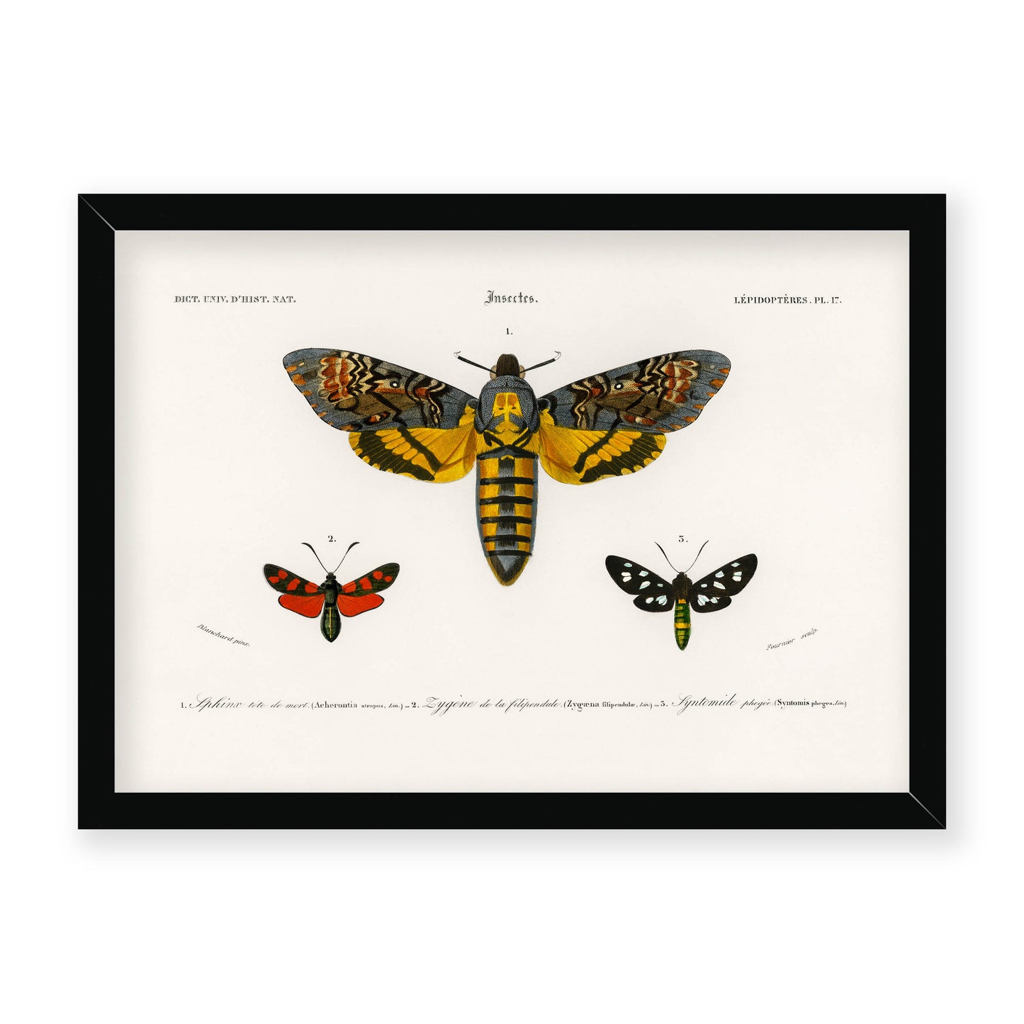 Charles Dessalines D' Orbigny - Collection of Moths