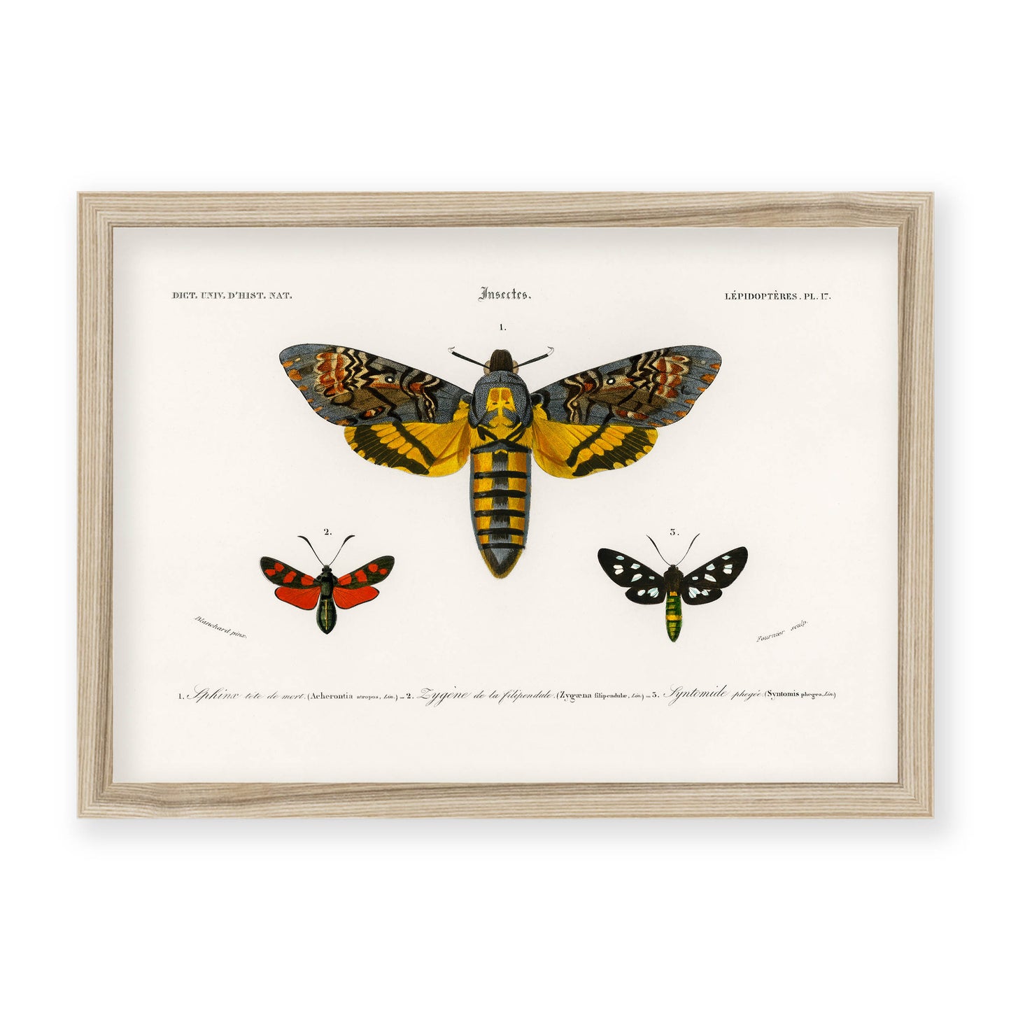 Charles Dessalines D' Orbigny - Collection of Moths