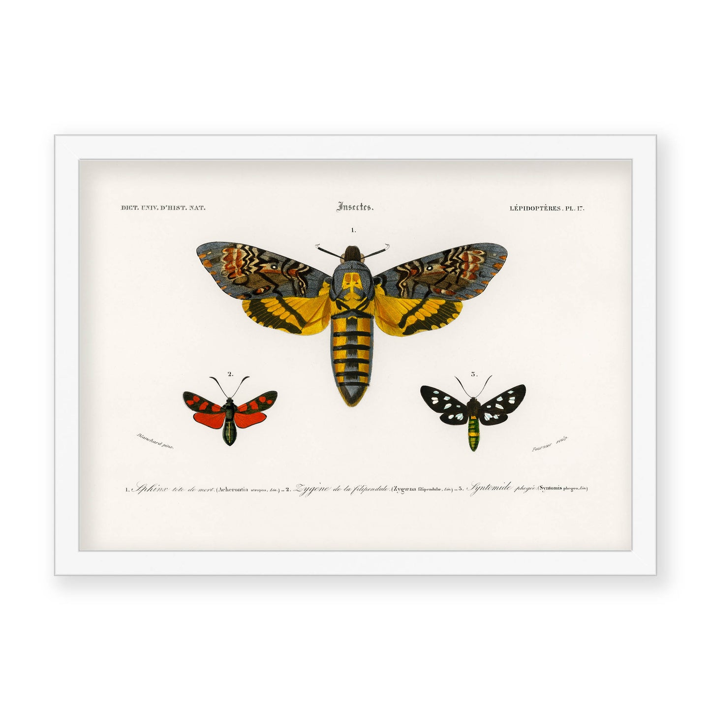 Charles Dessalines D' Orbigny - Collection of Moths