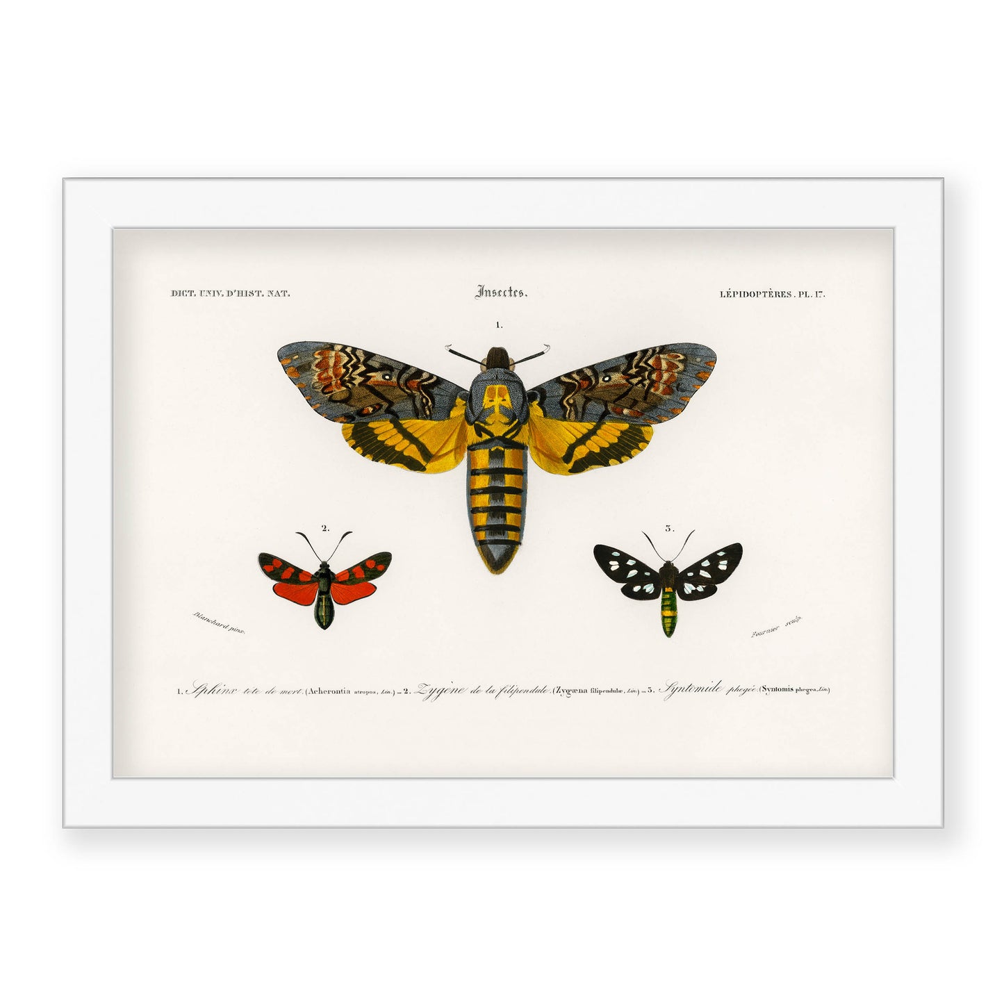 Charles Dessalines D' Orbigny - Collection of Moths