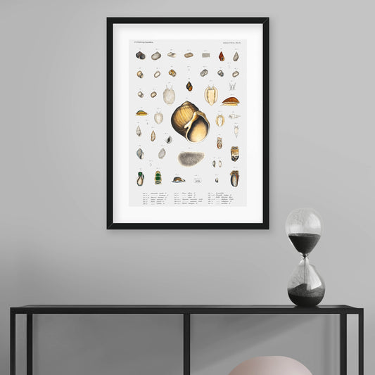 Augustus Addison Gould - Mollusca & Shells No.2