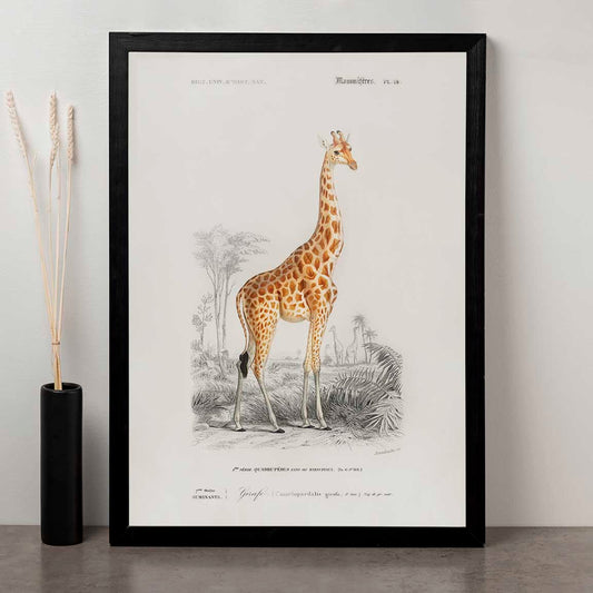 Charles Dessalines D' Orbigny - Giraffe (Giraffa camelopardalis)
