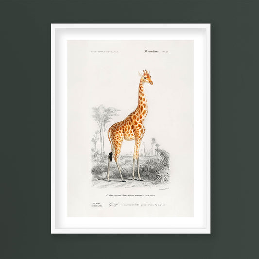 Charles Dessalines D' Orbigny - Giraffe (Giraffa camelopardalis)
